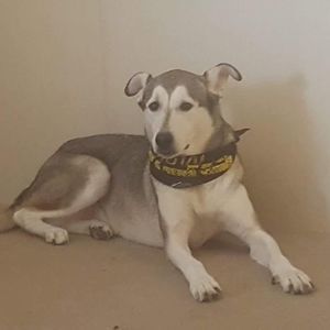 Meet your Posher, Tommy